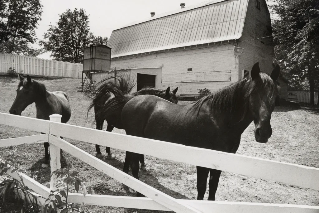 Elvis Presley Animals 